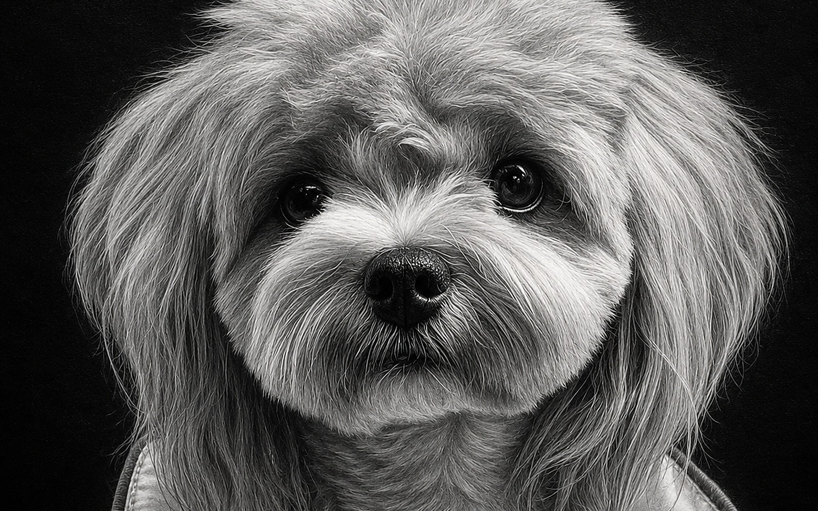 Acrylic Engraved Pet Portraits example 4